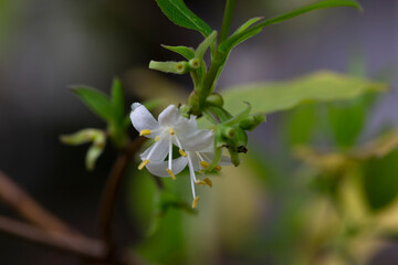 macro closeup beautiful white yellow blooming Lonicera fragrantissima , winter honeysuckle sweet...