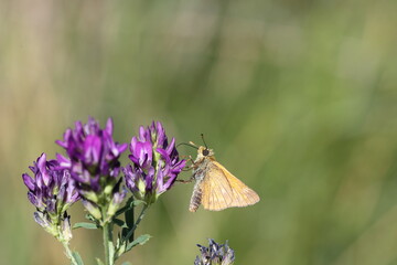 large skipper buttewfly on a flowering alfalfa