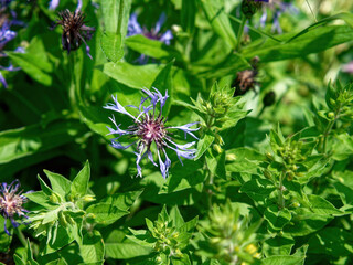 colorful flowers in the garden