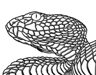 Fototapeta premium 3D Amazing design wild phyton reticulatus viper snake vector with luxurious colour