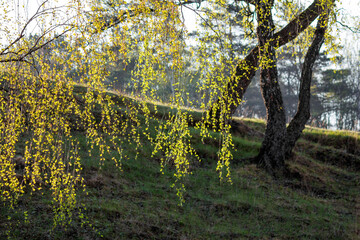 Hanging branches with green birch foliage on a spring day