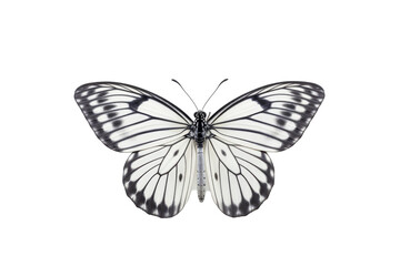 Fototapeta na wymiar Beautiful butterfly in full body close-up portrait, flying butterfly med transparent background 