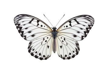 Obraz premium Beautiful butterfly in full body close-up portrait, flying butterfly med transparent background 