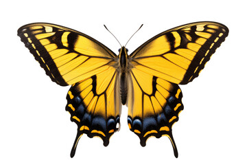 Fototapeta premium Beautiful butterfly in full body close-up portrait, flying butterfly med transparent background 