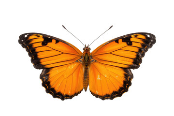 Fototapeta premium Beautiful butterfly in full body close-up portrait, flying butterfly med transparent background 