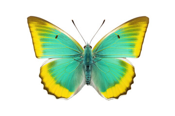 Beautiful butterfly in full body close-up portrait, flying butterfly med transparent background 