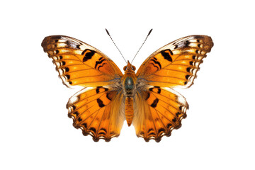 Fototapeta na wymiar Vakker sommerfugl i nærbildeportrett av hele kroppen, flygende sommerfugl med gjennomsiktig bakgrunn 