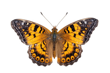 Vakker sommerfugl i nærbildeportrett av hele kroppen, flygende sommerfugl med gjennomsiktig...