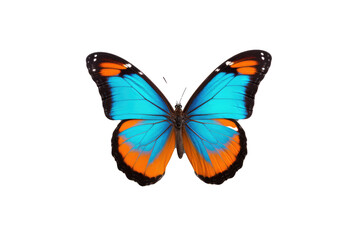 Vakker sommerfugl i nærbildeportrett av hele kroppen, flygende sommerfugl med gjennomsiktig bakgrunn
