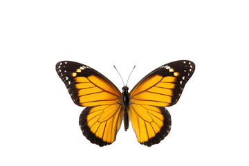 Vakker sommerfugl i nærbildeportrett av hele kroppen, flygende sommerfugl med gjennomsiktig...