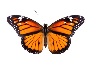 Fototapeta na wymiar Vakker sommerfugl i nærbildeportrett av hele kroppen, flygende sommerfugl med gjennomsiktig bakgrunn 