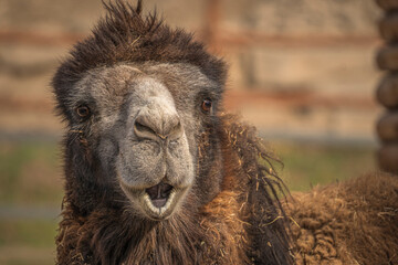 Close up of a camel