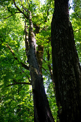 Bottom up view of tall trees in the forest