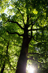 Bottom up view of tall trees in the forest
