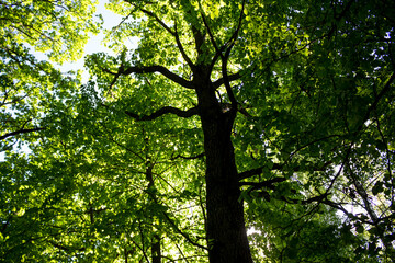 Bottom up view of tall trees in the forest