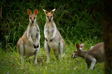 Whiptail wallaby - Notamacropus parryi pair or two wallabies in the camp on the grass in Carnarvon National Park located in the Southern Brigalow Belt in Central Queensland Australia - obrazy, fototapety, plakaty