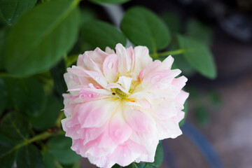 The lotus blooms in the morning in the swamp,Portulaca grandiflora blooming in the forest beautiful walkways,Colorful flowers bloom when it is bright in my garden