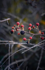 red berries on snow