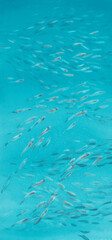 A flock of small fish in a sea watercolor background - 683743807