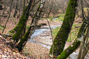 Stream in the forest