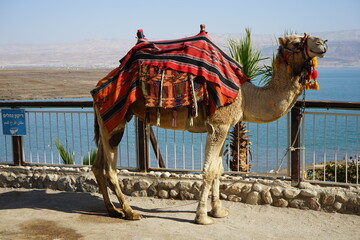 camel