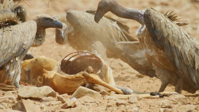 White-Backed Vultures (Gyps africanus) Eat Intestines of a dead antelope.