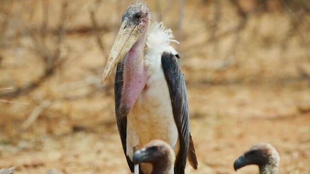 Close up of a marabou stork (Leptoptilos crumenifer) with vultures.