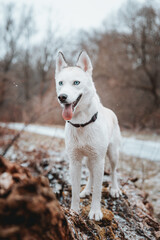 White Siberian husky princess resting on a big fallen tree and posing for the camera. Smile of female dog from nice weather. Ostrava, Czech Republic