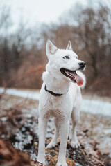 White Siberian husky princess resting on a big fallen tree and posing for the camera. Smile of female dog from nice weather. Ostrava, Czech Republic