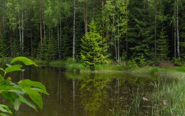 beautiful pine tree on the shore of a forest lake