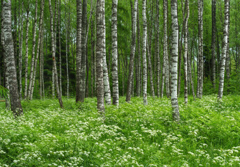 Flowering of herbs in a birch grove, the nature of the Russian north