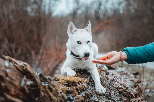White Siberian husky princess resting on a big fallen tree and posing for the camera. Smile of female dog from nice weather. Ostrava, Czech Republic