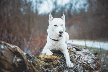 White Siberian husky princess resting on a big fallen tree and posing for the camera. Smile of female dog from nice weather. Ostrava, Czech Republic