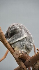 sleeping koala bear zoo in taipei Taiwan, animal australia © Kamila
