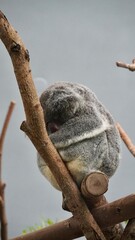 sleeping koala bear zoo in taipei Taiwan, animal australia © Kamila