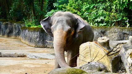 Słoń w zoo, zwierze - obrazy, fototapety, plakaty