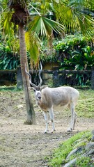 Animals in the taipei zoo © Kamila