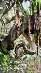 Wąż boa na drzewie