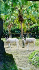 Animals in the taipei zoo © Kamila