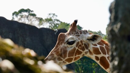 Żyrafa głowa oko żyrafy w zoo