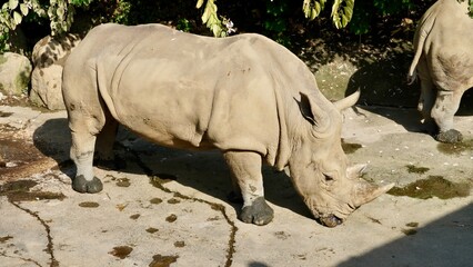 
Rhinoceros in the Taipei Zoo wild animal rhino - obrazy, fototapety, plakaty