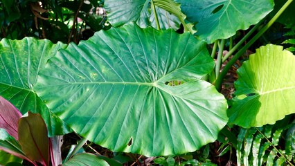 Monstera kwiat roślina duży zielony liść tropiki
