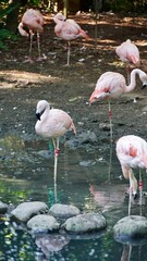 Flaming w Taipei Zoo, ptaki flamingi - obrazy, fototapety, plakaty