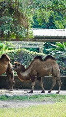 Bactrian camel in the Taipei Zoo, safari and wild animals © Kamila