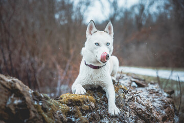 White Siberian husky princess resting on a big fallen tree and posing for the camera. Smile of...