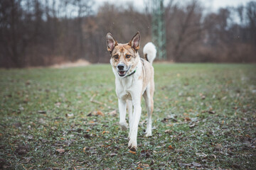 Portrait of a White and brown dog running outside. Running in the wild Funny views of four-legged pets