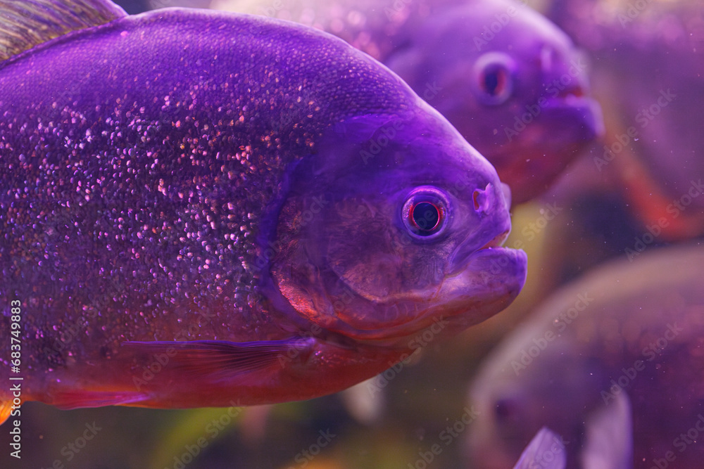 Wall mural underwater photography of fish pygocentrus nattereri