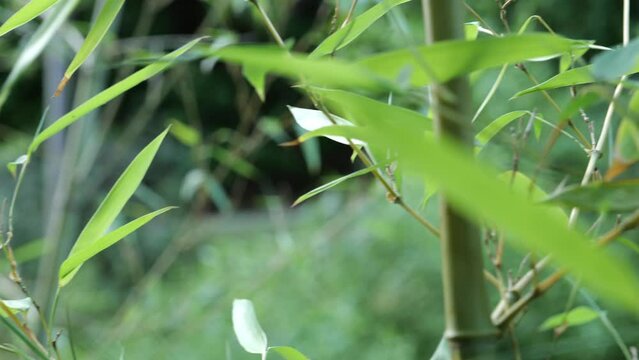 Fargesia bamboo in the Japanese garden by the creek