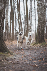 Two Siberian husky brothers running along a forest path. Competitive dogs running a race. Ostrava, Czech republic, central Europe