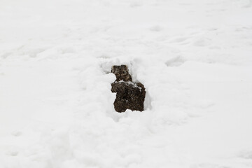 European brown hare hiding under the snow - Frozen mastery: the European hare's sublime adaptation,...